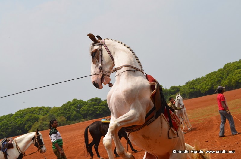 🐎 Horse Riding at Polo Ground – A Thrilling Outdoor Experience in Panchgani